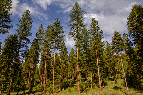 Nhn Campfire Trail Parcel C, Superior, MT 59872