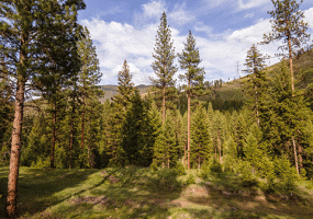 Nhn Campfire Trail Parcel C, Superior, MT 59872