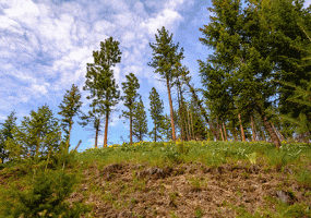 175 Campfire Trail Parcel A-C, Superior, MT 59872