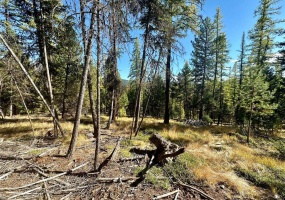 000 Bhong Lane, Marion, Flathead, Montana, United States 59925, ,Land,For sale,Bhong Lane,1782