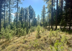 000 Bhong Lane, Marion, Flathead, Montana, United States 59925, ,Land,For sale,Bhong Lane,1782